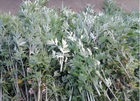 華展貓先生，端午節(jié)，垃圾分類